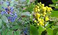 Oregon grape